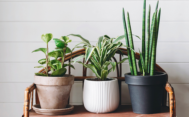 Improve Indoor Living with These Potted Plants