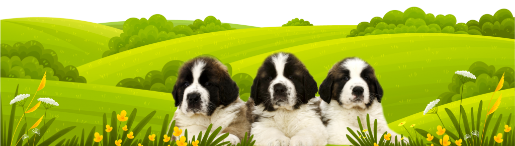 3 dogs in a field of grass
